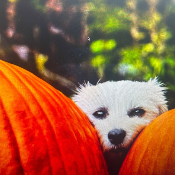 MICHAEL KORS-NWT$328.00                         BARGAIN $277.00 - Picture 15 of 16